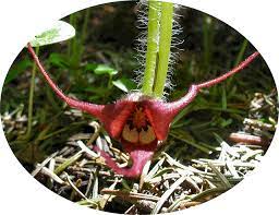 Wild Ginger Flower Asarum Caudatum Ginger Flower Wild Ginger Flowers