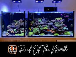 I'm feel so good because of these beautiful coral ,and you? Reef Of The Month June 2021 Takaki1980 S Beautiful Japanese Style Sps Reef Reef2reef Saltwater And Reef Aquarium Forum