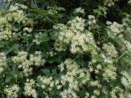We did not find results for: Virgin S Bower Clematis Clematis Virginiana Heritage Flower Farm
