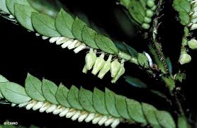 Image result for Phyllanthus muellerianus