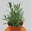 Dried lavender flowers still on the stalks. Https Encrypted Tbn0 Gstatic Com Images Q Tbn And9gctwds3onbpe1mncftpb4jyic4vcfwf9medkm5pkj0rnsip Ruo Usqp Cau