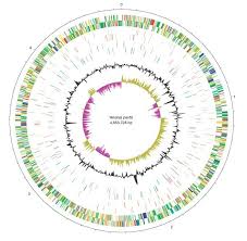 Image result for yersinia fotos