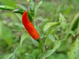 How To Grow Thai Hot Peppers Ehow Pepper Plants Chilli Plant Stuffed Hot Peppers