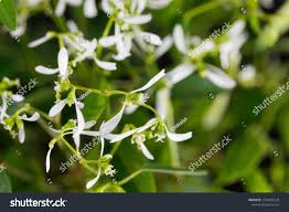 Image result for Euphorbia graminea