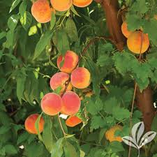 Red Baron Peach Texas Pecan Nursery