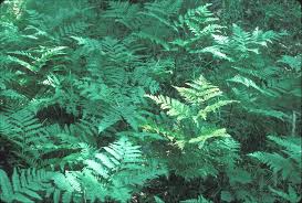 Image result for Pteridium