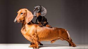 Standard Vs Miniature Dachshund What S The Difference