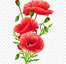 Achetez lunettes de soleil 9 24 mois coquelicot (930307) de la marque beaba avec l'armoire de bebe, la boutique puericulture des futures mamans branchees et leurs bebes. Flower Bouquet Common Poppy Floristry Png 524x800px Flower Annual Plant Artificial Flower Common Poppy Coquelicot Download