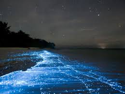 Check spelling or type a new query. Romantisnya Pantai Dengan Ombak Yang Bersinar Di Malam Hari Ini