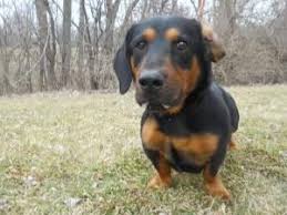 Adopt Wilber On With Images Dog Adoption Basset Hound Dog Dog Control