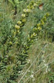 The leaves are alternate, and compound, divided into 3 leaflets. File Lespedeza Capitata Habit Jpg Wikipedia