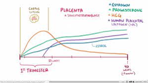 Template Hormone Levels During Pregnancy In Human Females Wikipedia