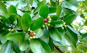 Image result for Canellaceae