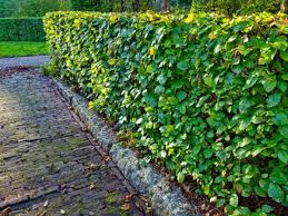 Image result for Živý plot z habru