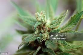 Image result for Cannabaceae