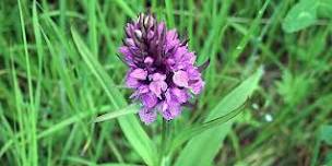 NWT Holme Dunes - in search of flowers, plants and butterflies
