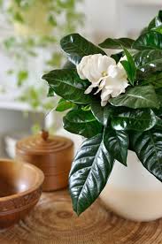 You can find special fertilizer for gardenia in any garden store or online. Growing Gardenias How To Care For Gardenia Plants Garden Design