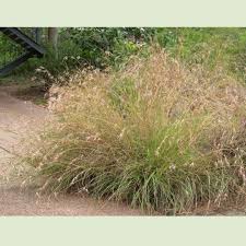 Image result for Themeda triandra
