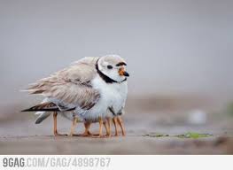 At First I Thought How Come It Has So Many Legs Pet Birds Animals Cute Animals