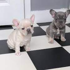 100% made in the usa · holistic & all natural · 60 day money back French Bulldog Puppies For Sale Atlanta Ga 295978