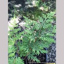 Image result for Selaginella afrorum