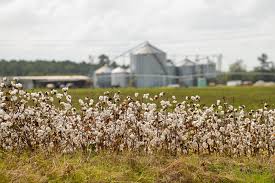 Varieties and environment key to successful cotton yields | Clemson News