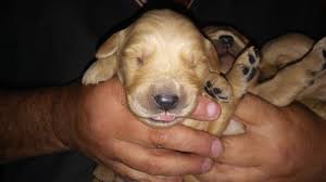 2.1 shadymist kennel, llc (golden retrievers only) 2.2 winterset farm golden retrievers. Golden Retriever Puppy Dog For Sale In Stanley Virginia