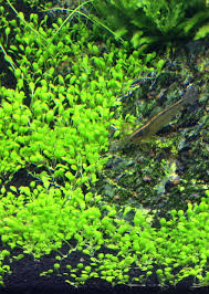 Image result for Elatine