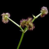 Image result for Sanicula elata