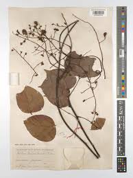 Image result for Agelaea pentagyna