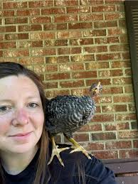 First aid kit supplies for chickens