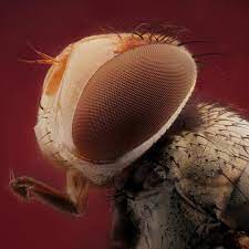 640 otmetok nravitsya 19 kommentariev abdul aziz al shamali azizgrafie v instagram اخر عمل لهذا الشهر المبارك صوره لك macro photos insects instagram