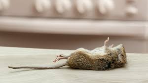 The reason that the mice may have. How To Dispose Of A Dead Mouse