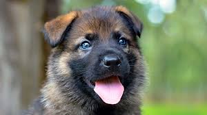 He changed our lives forever.in 1995 we had. Shiloh Shepherd Dog Price Temperament Life Span