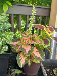 Image result for Coleus erici-rosenii