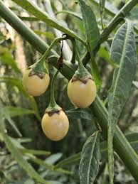Image result for Amblygonocarpus