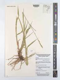 Image result for Urochloa arrecta
