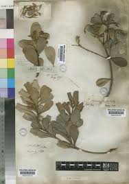 Image result for Mimusops afra