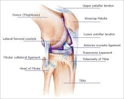 The anterior cruciate ligament prevents the femur from sliding backward on the tibia (or the tibia sliding forward on the femur). Knee Tendon Anatomy Anatomy Drawing Diagram