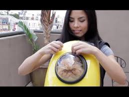 Lemonda portable pet travel carrier backpack. My Cats Review The Bubble Backpack Youtube