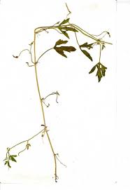 Image result for Cucumis humifructus