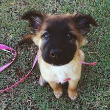 Mummy Says My Little Face Will Let Me Get Away With Everything Cute Dogs Cute Animals Puppies