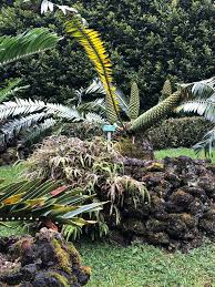 Image result for Encephalartos chimanimaniensis