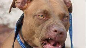 Armando christian pérez (born january 15, 1981), known professionally by his stage name pitbull, is an american rapper, singer, songwriter, brand ambassador, businessman, and philanthropist. Pitbull Aktuelle Themen Nachrichten Bilder Stuttgarter Zeitung