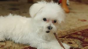 Pups sick, owners pay big due to lax pet-store laws