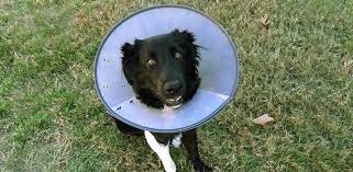 Male Dog Neutering Aftercare The Road To Recovery Till Removing The Cone Daily Dog Stuff