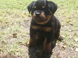 Rottweiler puppies for sale from working and show titled german import rottweilers. Vom Sudberg Haus Rottweilers Phoenix Az Rottweiler Breeder