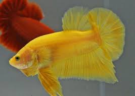What is the most rare betta fish? Betta Fish Colors The Fish Doctor