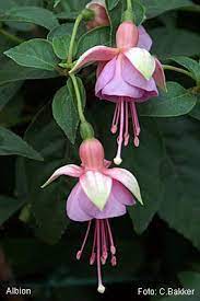 Albion Fuchsiafinder Anime Scenery Wallpaper Fuchsia Flower Baby Painting