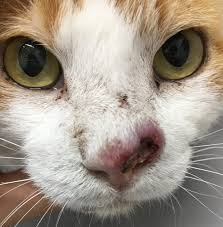 かもがわ動物医療センター